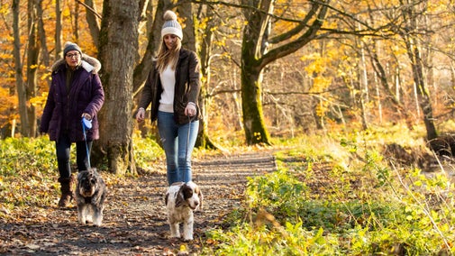 Two visitors walking their dogs on leads along a path through the autumnal woodland at Wallington